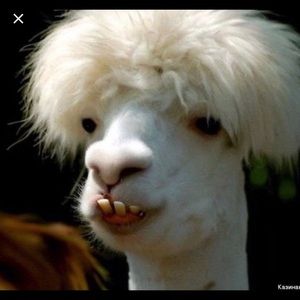 Meet your Posher, Armando